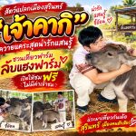 สุรินทร์-แลนด์มาร์กใหม่สายเที่ยว “ลับแฮงฟาร์ม” ชม“คากิ” ควายแคระตัวจิ๋วแสนรู้ ทำนักท่องเที่ยวใจละลาย!