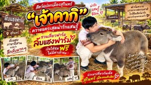 สุรินทร์-แลนด์มาร์กใหม่สายเที่ยว “ลับแฮงฟาร์ม” ชม“คากิ” ควายแคระตัวจิ๋วแสนรู้ ทำนักท่องเที่ยวใจละลาย!